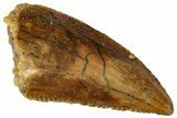 Serrated, Raptor Tooth - Real Dinosaur Tooth #261041-1